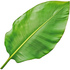 Banana leaf